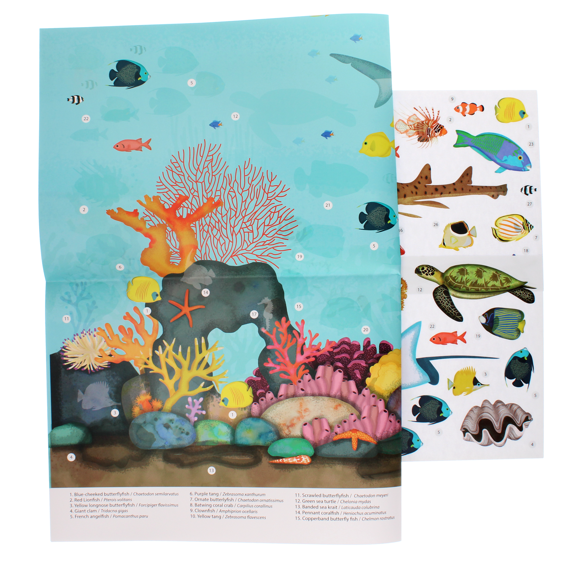 Poster with reusable stickers (50x70cm) - Coral Reef | ﻿Rex London