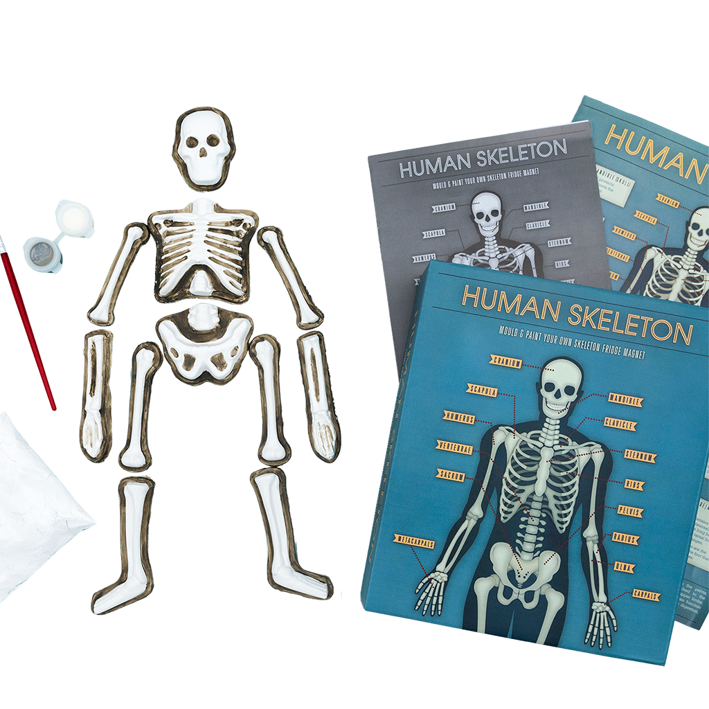 Make your own glow in the dark magnetic skeleton | ﻿Rex London