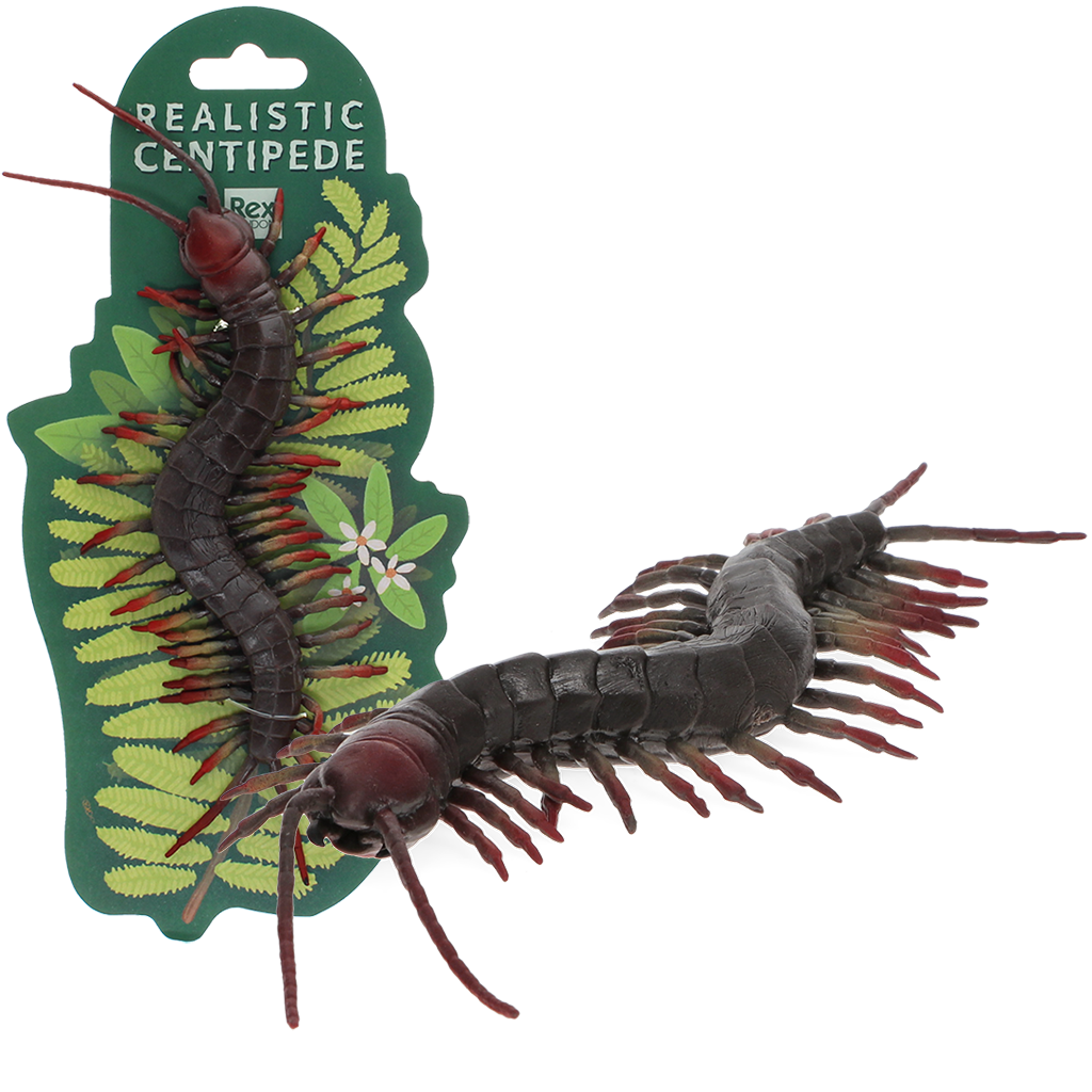 Realistic centipede toy