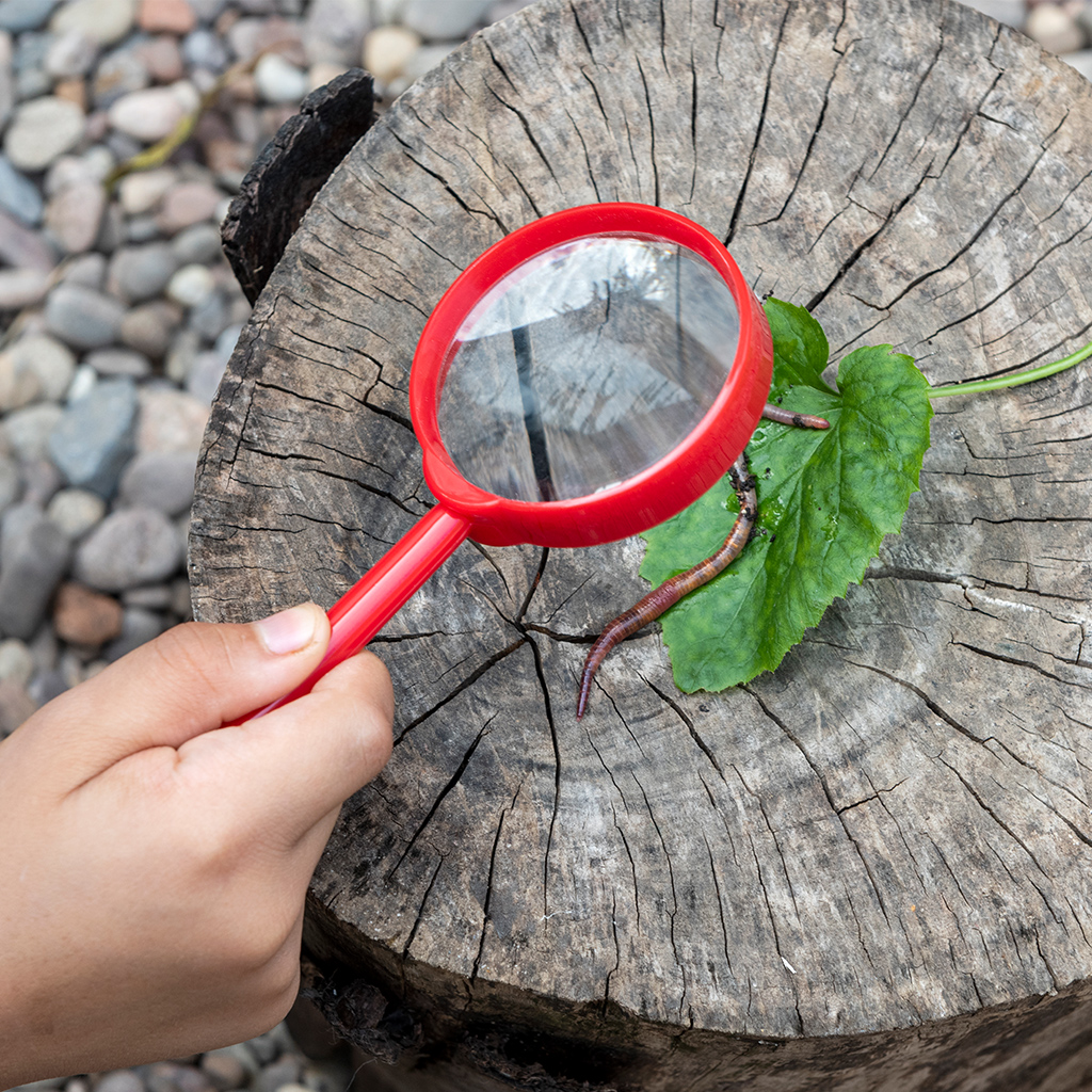 Magnifying glass - Wonders of Nature | Rex London