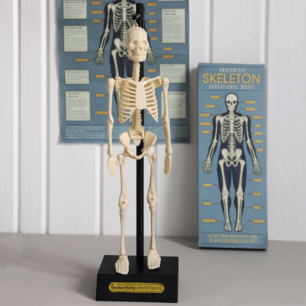 Anatomical Skeleton Model | Rex London