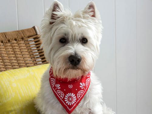 dog, bandana, red bandana, dog accessories, bandana