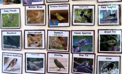 bird identification game from Castle View Academy bird identification game from Castle View Academy