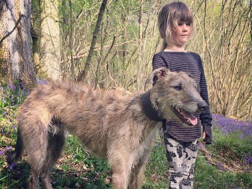 dog, dog image, child, girl