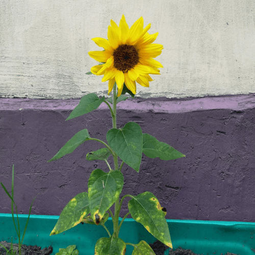 sunflower gardening