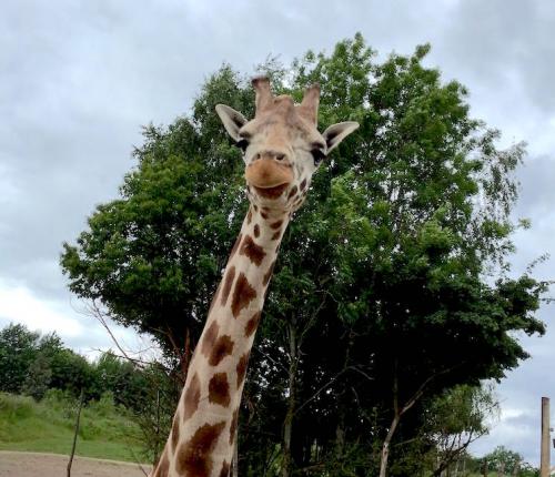 Chessington world of adventure giraffe