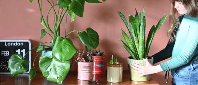 A table filled with houseplants in colourful tins