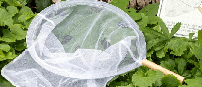 net on leaves 