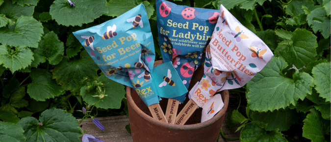 3 seed pops in plant pot outside