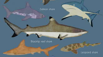 Sharks
