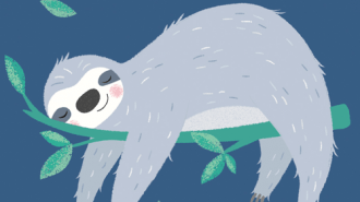 Sydney The Sloth