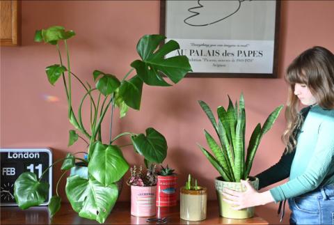 A table filled with houseplants in colourful tins