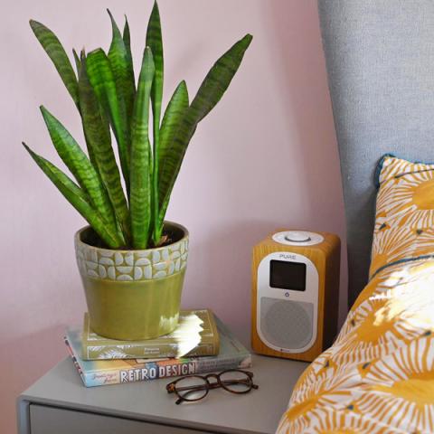 A snake plant in a yellow pot on a bedside table, with a book, reading glasses and yellow radio