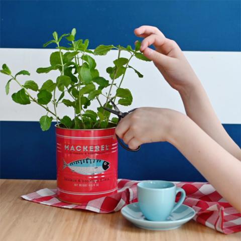 A red tin with a mint plant on a kitchen table. Blue and white stripy wallpaper in the background,
