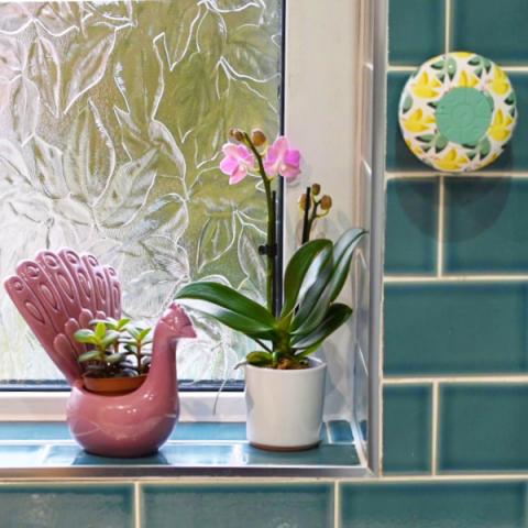 An orchid on a bathroom windowsill, with a shower radio attached to the wall