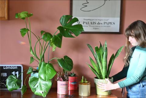 House plants on a table against a dark pink wall