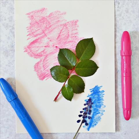 Leaf rubbing with crayons