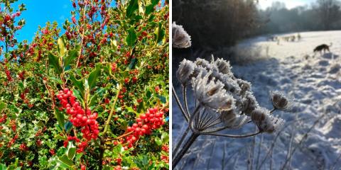 Photos of the Kent countryside in summer and winter