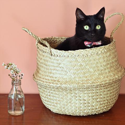 A black cat sits inside a natural colour seagrass basket