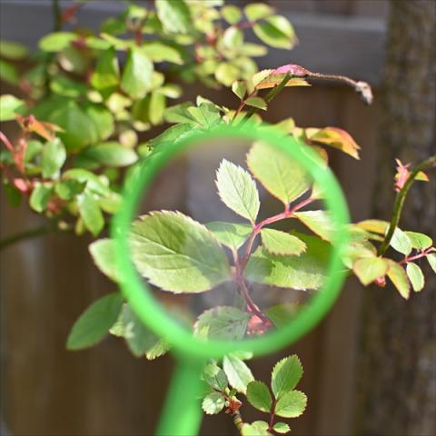 A magnifying glass looking at a plant
