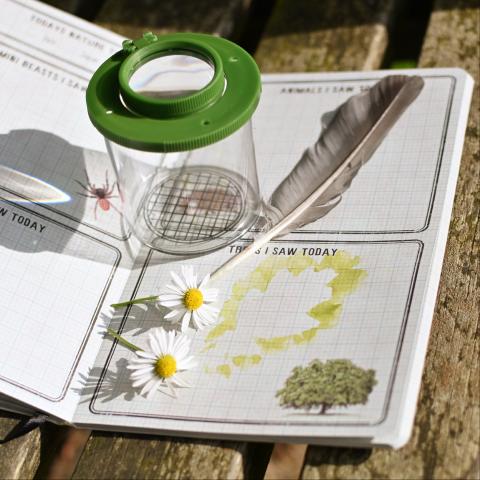 A nature journal rests on a bench with an insect viewer, a feather and daisies