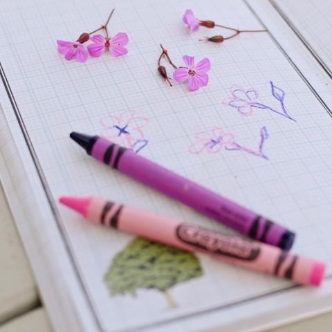 Pink and purple crayons rest on a book with drawings of flowers