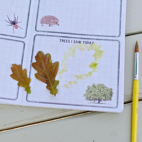 Leaves rest on an open nature journal, with a watercolour outline of a leaf