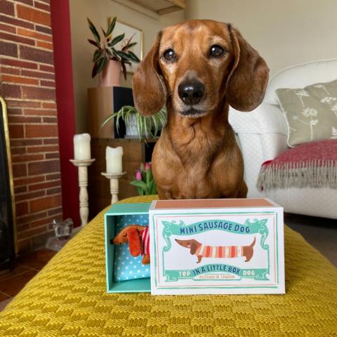 A sausage dog looks at the camera standing next to a little toy sausage dog