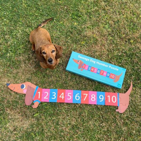 A sausage dog looks up at the camera next to a sausage dog-shaped puzzle