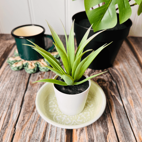 Green plant on light grey trinket dish