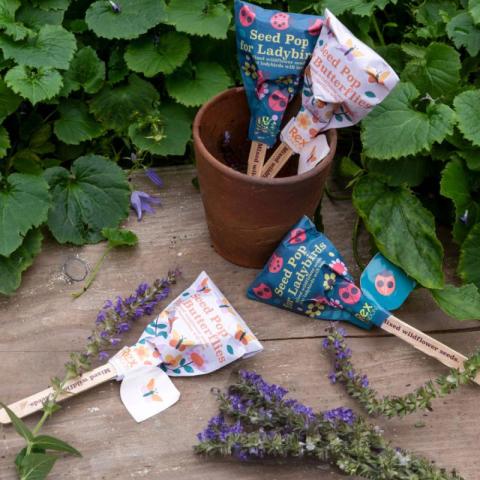 Seed pots in plant pot and on floor outside