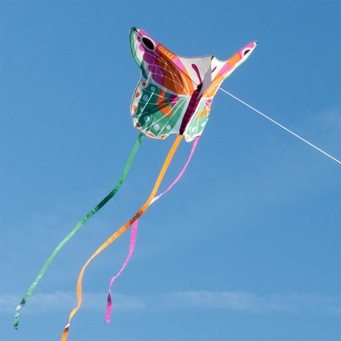 Giant kite butterfly