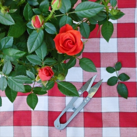 Garden snips