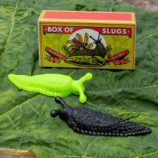box of slugs