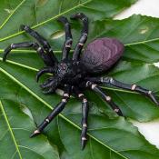 Realistic tarantula toy