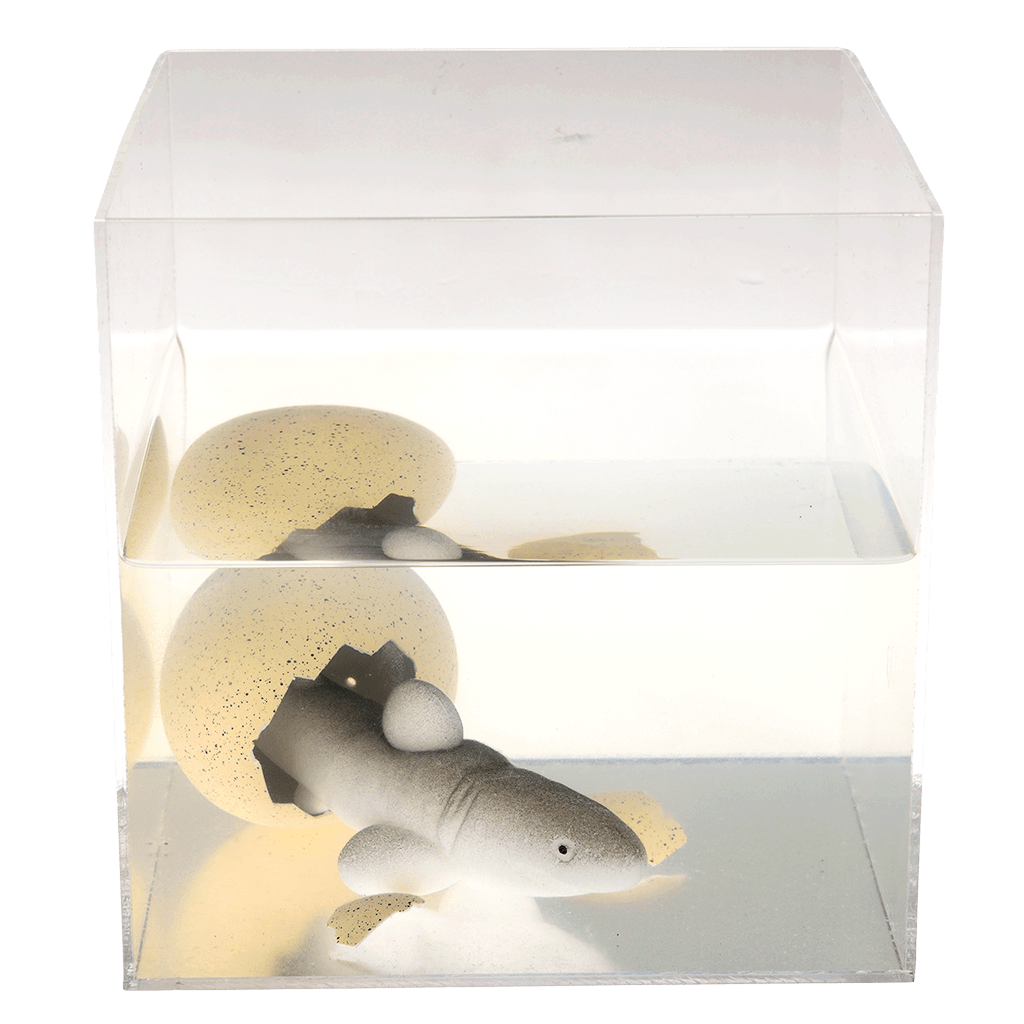 ﻿Sharks Giant Hatching Shark Egg | ﻿Rex London