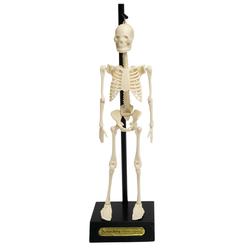 ﻿Anatomical Skeleton Model ﻿Rex London