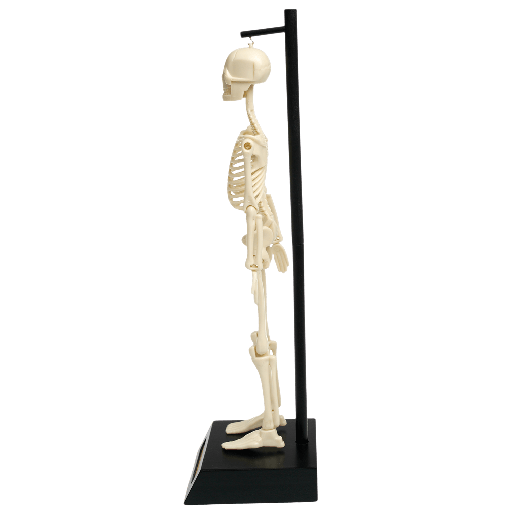 ﻿Anatomical Skeleton Model ﻿Rex London