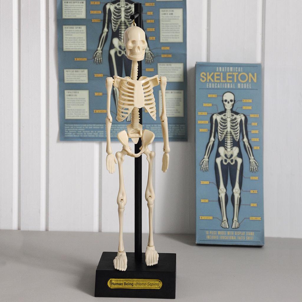 ﻿Anatomical Skeleton Model ﻿Rex London