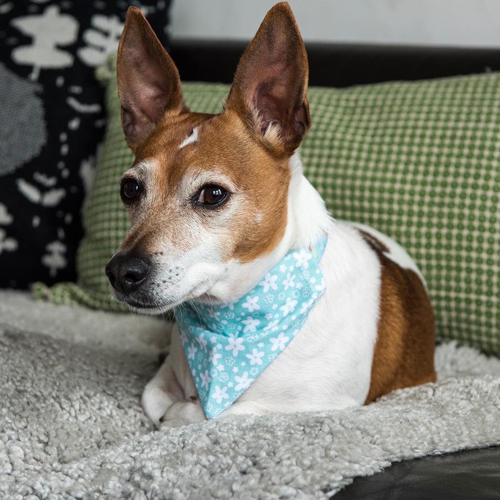 Small Turquoise Ditsy Floral Dog Bandana ﻿Rex London