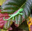 Assorted Super Stretchy Gecko