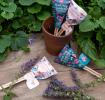 Seed pops - Wildflower seeds