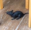 Realistic black rat with red eyes on a wooden floor