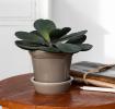 Brown ceramic plant pot with matching saucer and plant