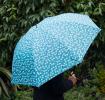 Daisy Design Ladies Umbrella