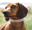 Small Mid Century Poppy Dog Collar