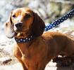 Blue Polka Dot Dog Lead