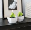 Cactus Candles In Cement Pots (set Of 2)