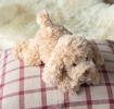 Light brown plush dog toy lying down with floppy ears and soft fur