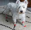 Medium Mid Century Poppy Dog Socks